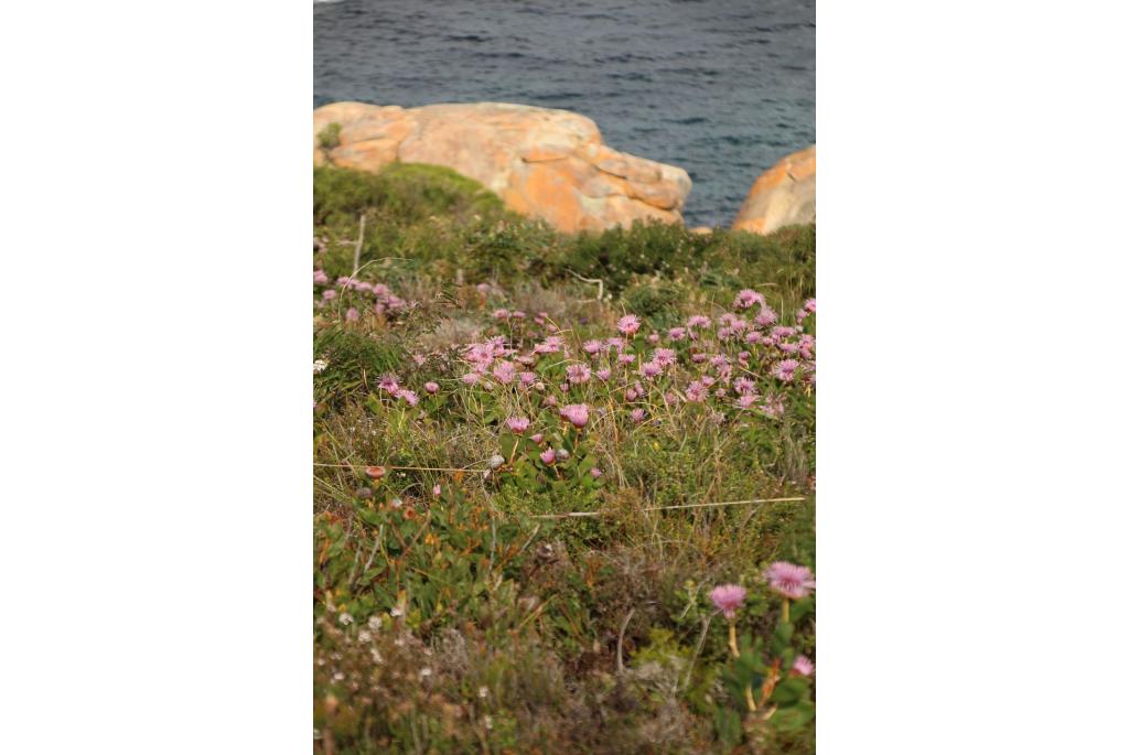 Isopogon met wigvormig blad