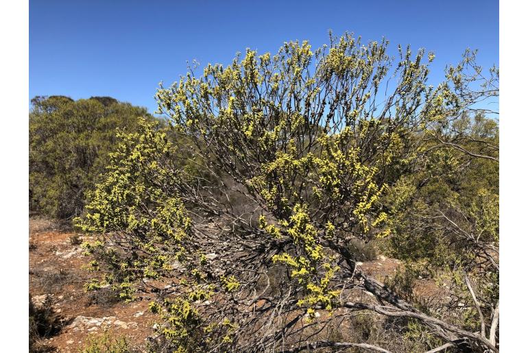 Melaleuca acuminata -6188