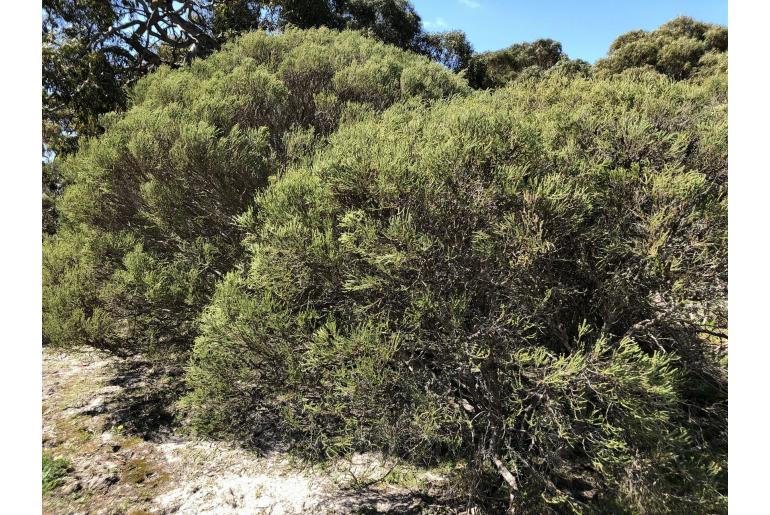 Melaleuca brevifolia -6189