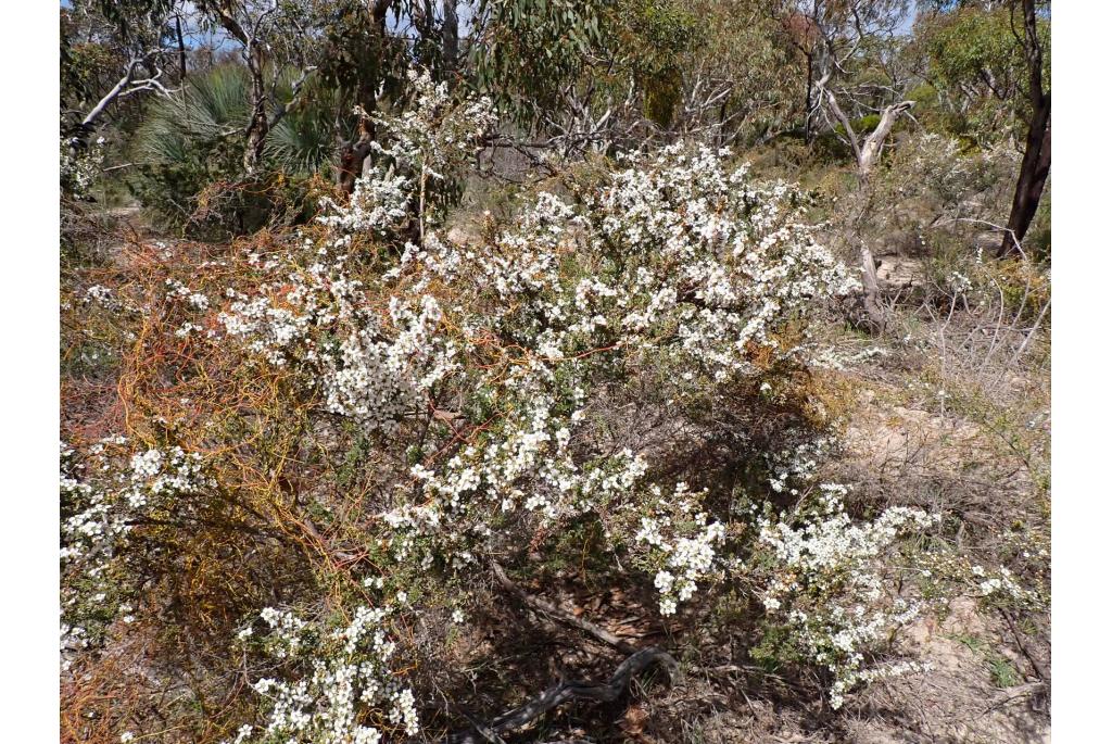 Myrsine-achtige theeplant