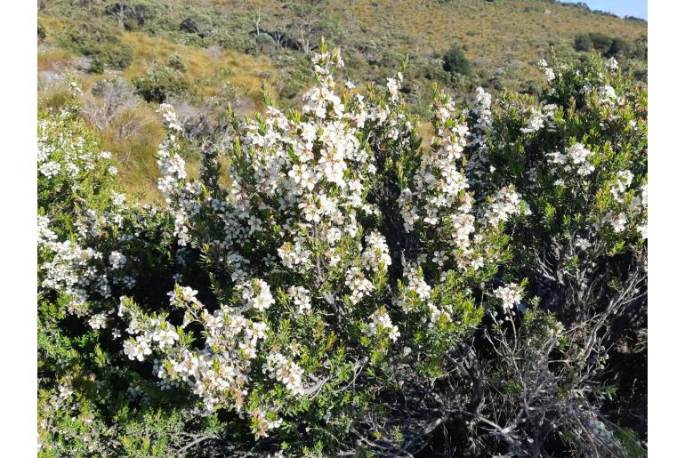 Leptospermum nitidum -6195