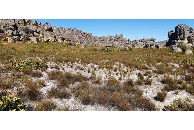 Leucadendron arcuatum -6200