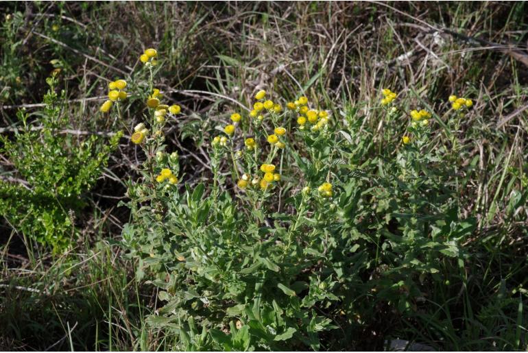 Helichrysum cooperi -6215