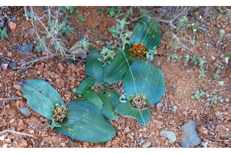 Daubenya marginata -6222