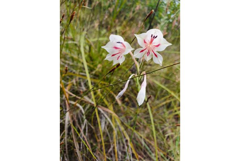 Gladiolus engysiphon -6226