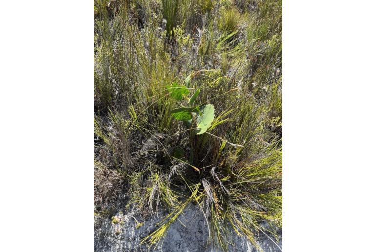 Protea cordata -6234