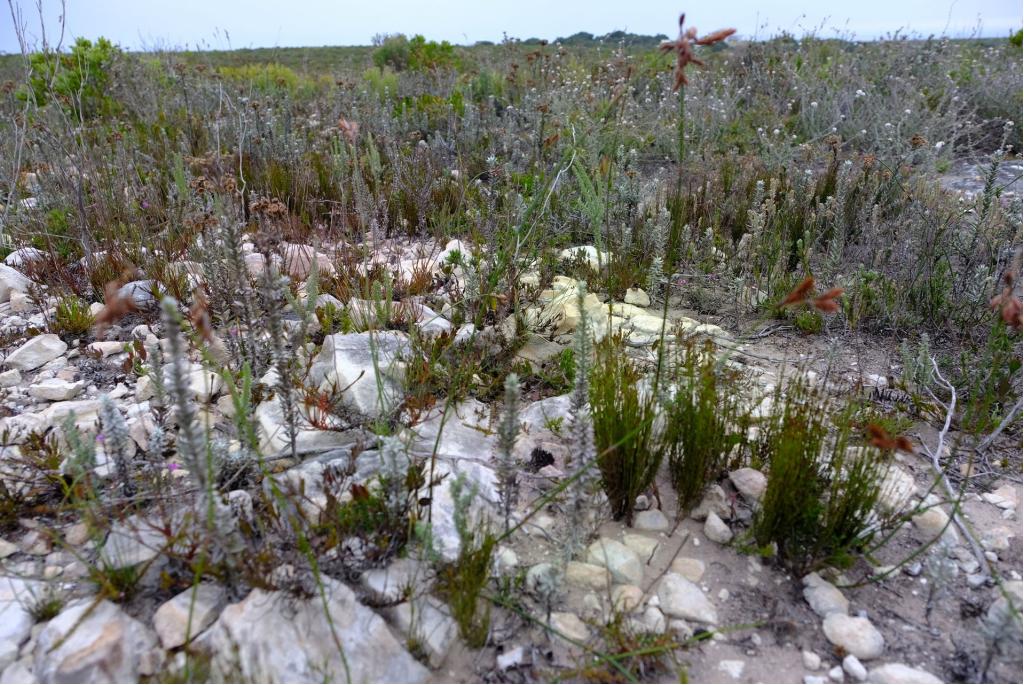 Gepluimde thamnochortus