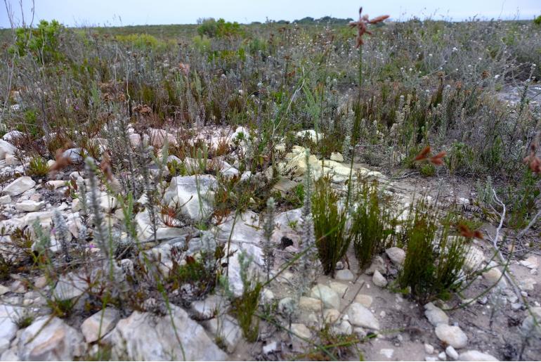 Thamnochortus paniculatus -6242