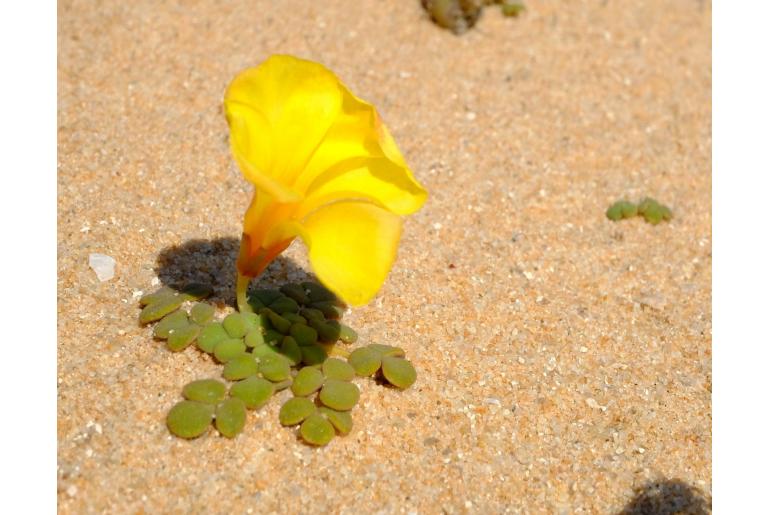 Oxalis bullulata -6247