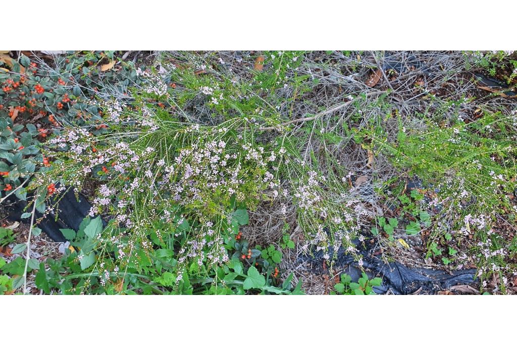 Rotsthryptomene