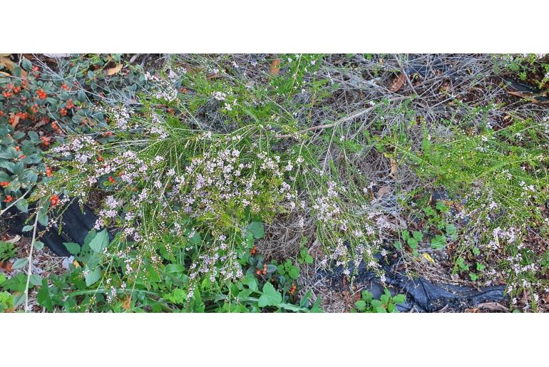 Thryptomene saxicola -6252