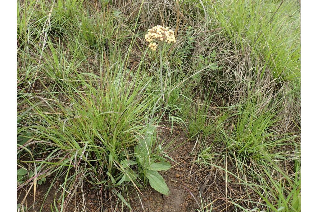 Strobloem met kale puntige bladeren