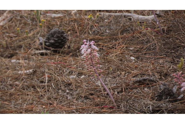 Lachenalia latimerae -6278