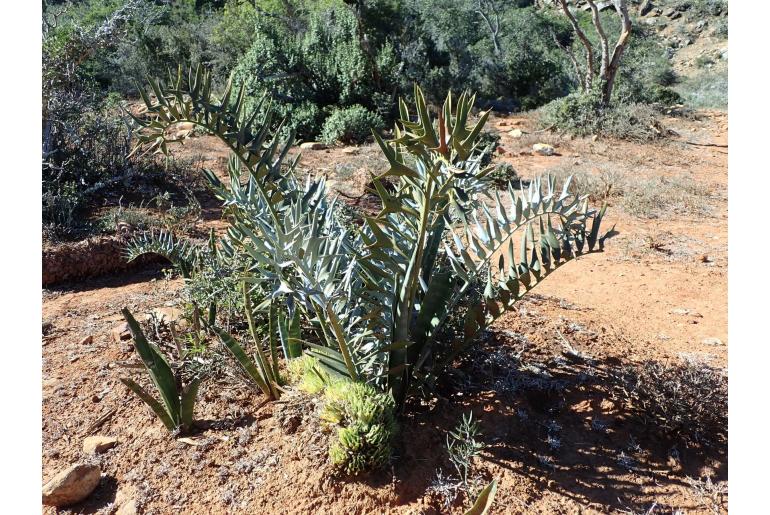 Encephalartos horridus -6293