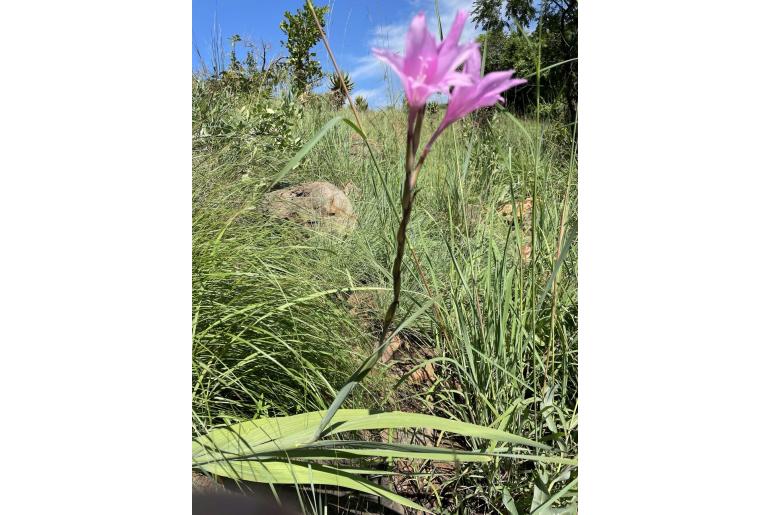 Gladiolus scabridus -6299