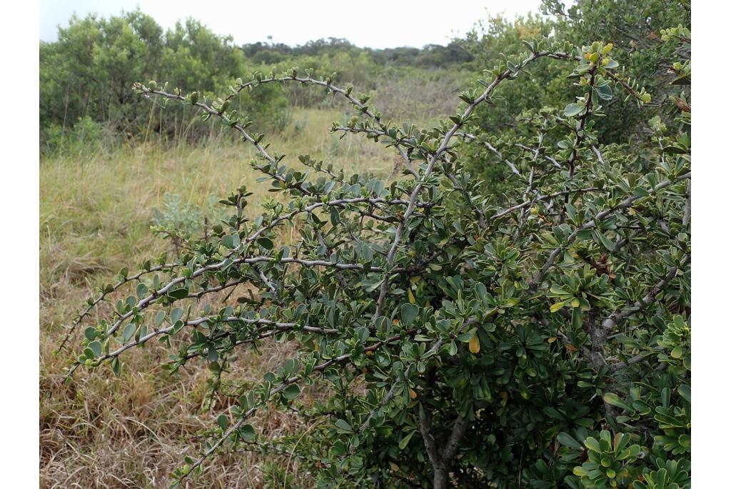 Gymnosporia met bloemhoofd