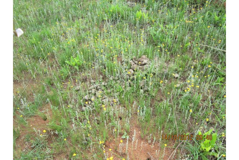 Helichrysum auronitens -6301