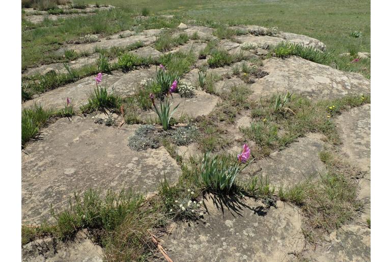 Watsonia latifolia -6303