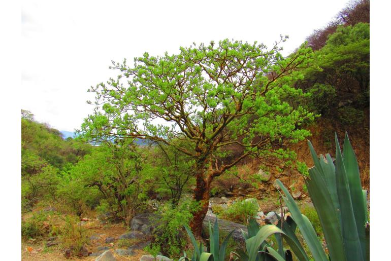 Euphorbia tanquahuete -6304