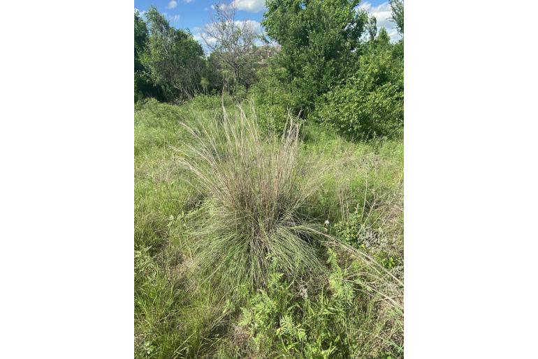 Schizachyrium scoparium -6309