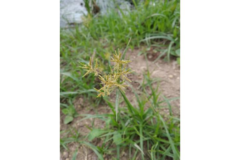 Cyperus esculentus -6314