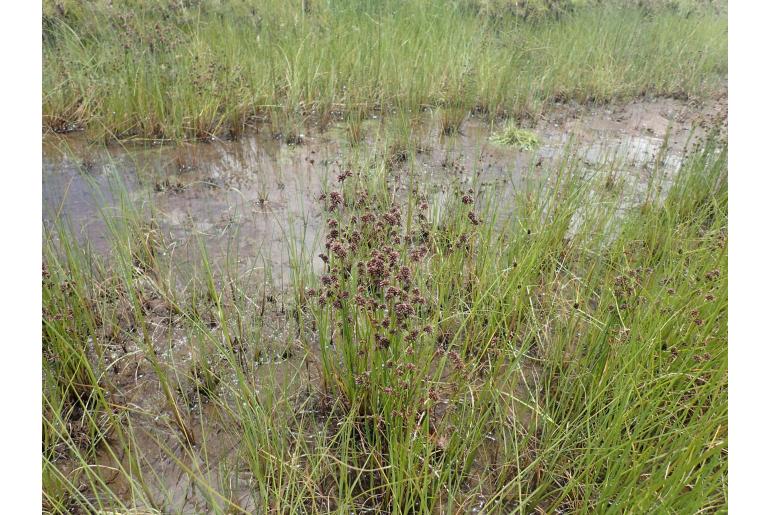 Juncus oxycarpus -6318