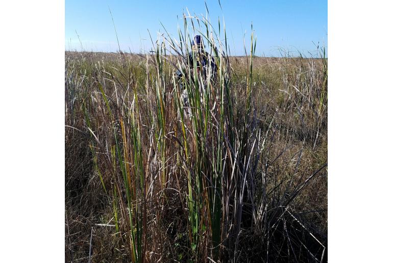 Typha domingensis -6322