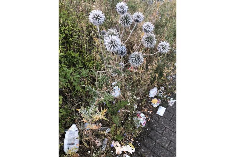 Echinops sphaerocephalus -6323