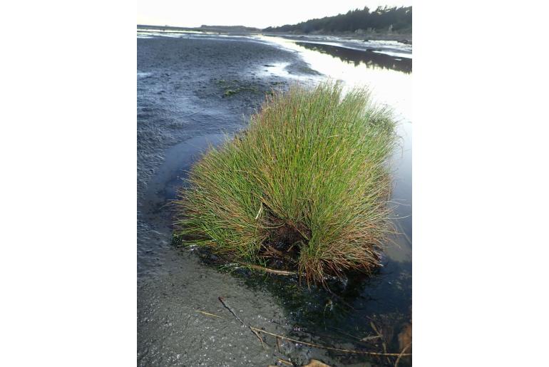 Isolepis cernua -6325