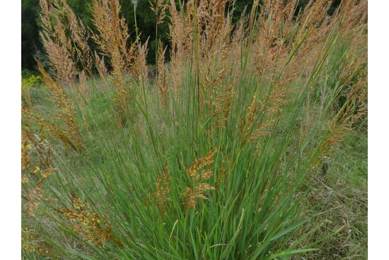 Sorghastrum nutans -6333