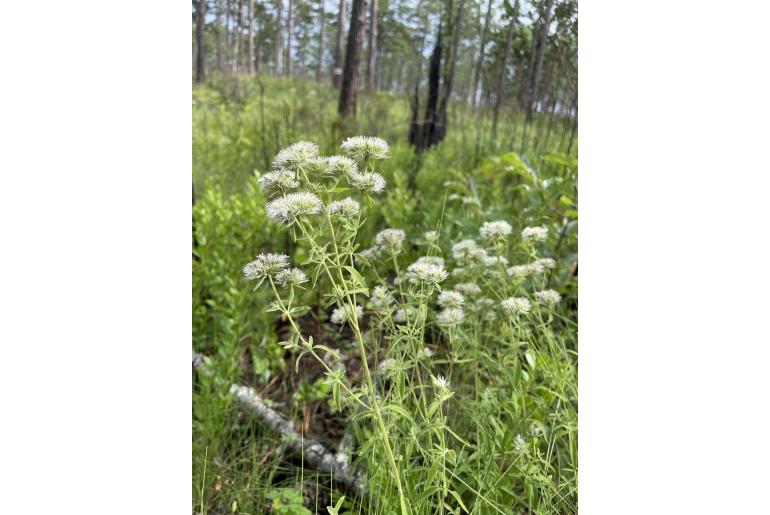 Pycnanthemum flexuosum -6334