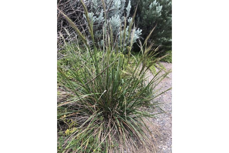 Austrostipa flavescens -6370