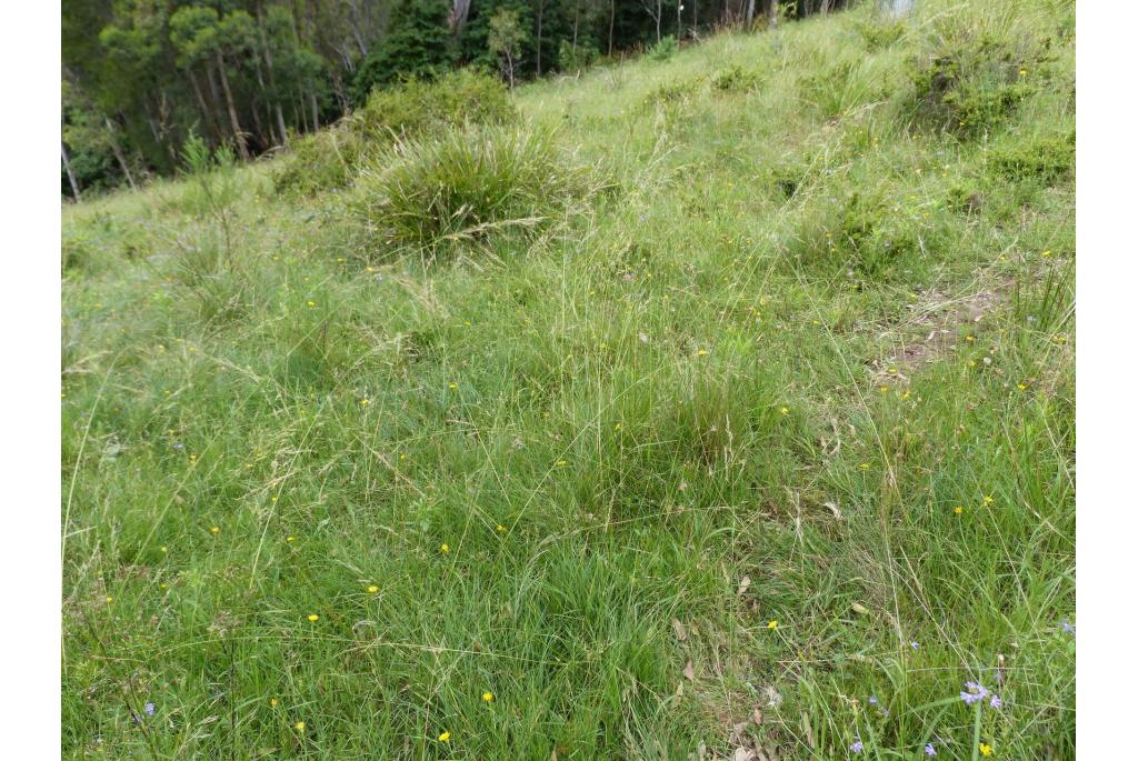 Ruwe austrostipa