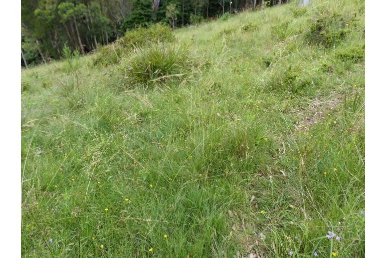 Austrostipa rudis -6371