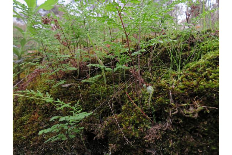 Hemionitis austrotenuifolia -6382