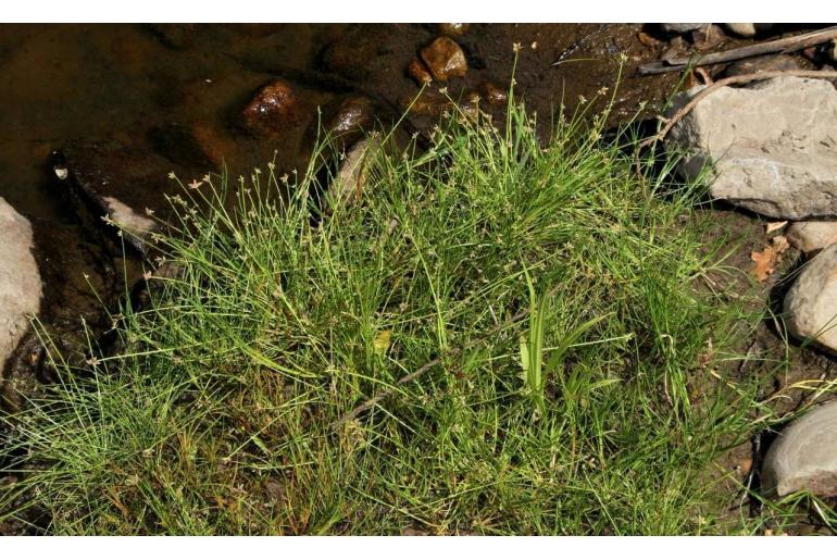 Isolepis inundata -6397