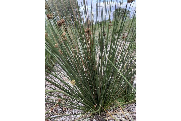 Juncus gregiflorus -6399