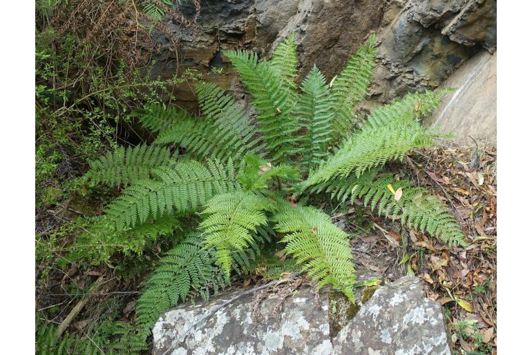 Polystichum proliferum -6407