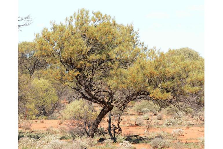 Acacia ramulosa var linophylla -6420