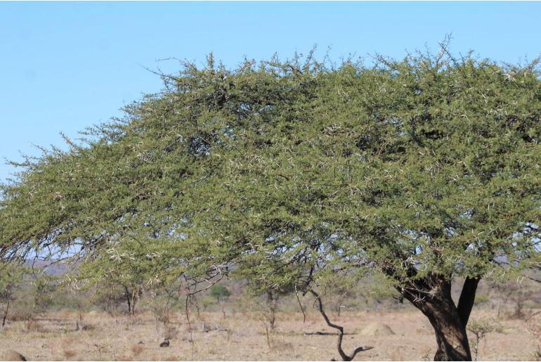 Vachellia tortilis ssp heteracantha -6423