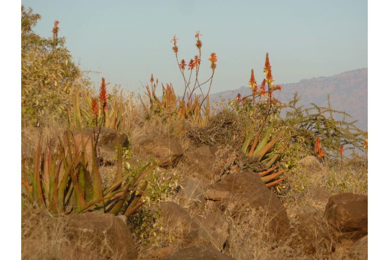 Aloe cryptopoda -6426