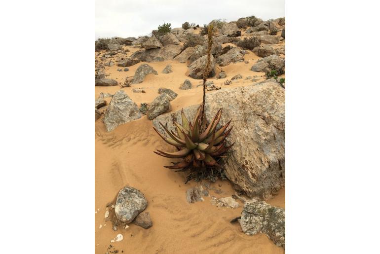 Aloe gariepensis -6428