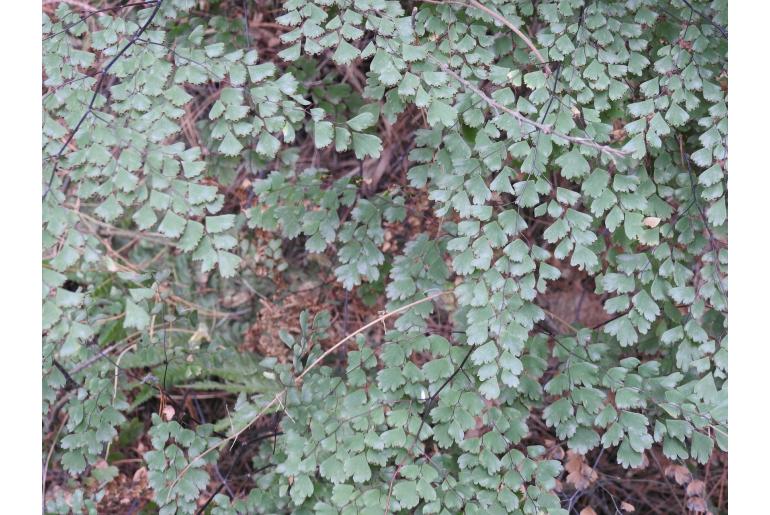 Adiantum poiretii -6435