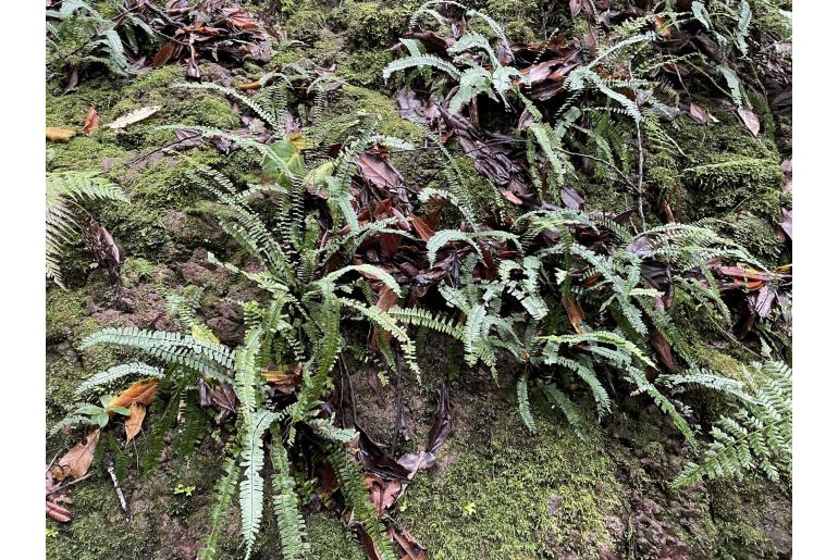 Asplenium monanthes -6438