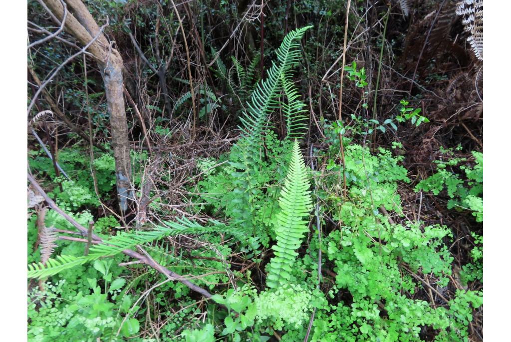 Zuidelijke blechnum