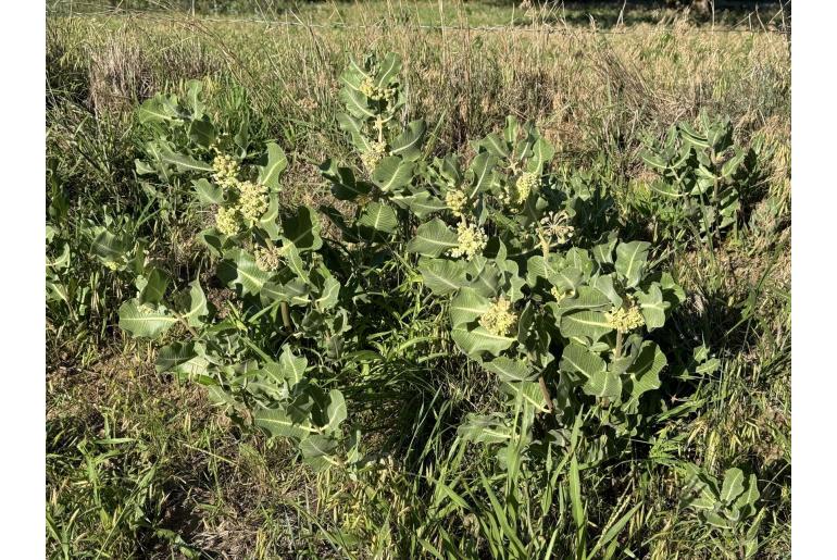 Asclepias arenaria -6450