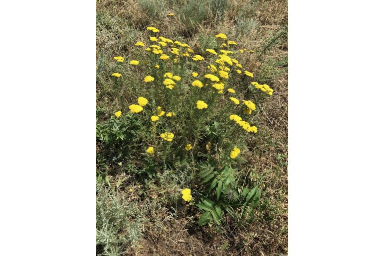 Achillea arabica -6458