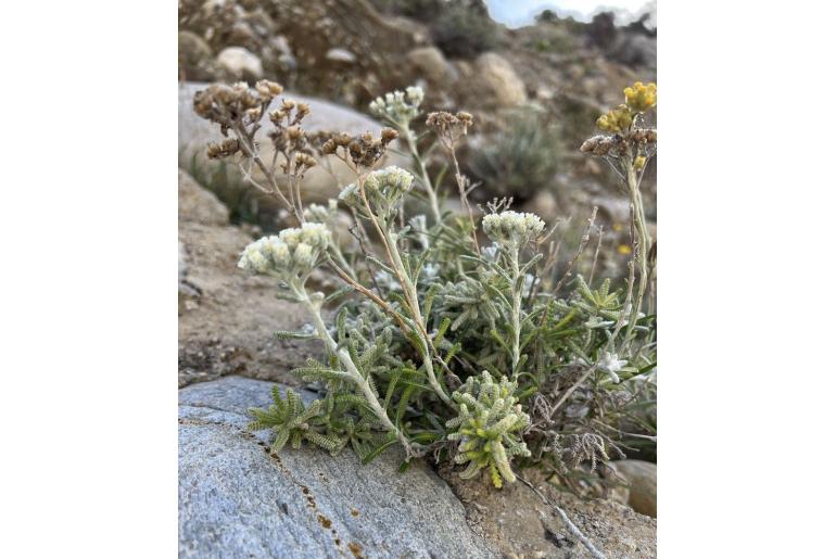 Achillea cretica -6459