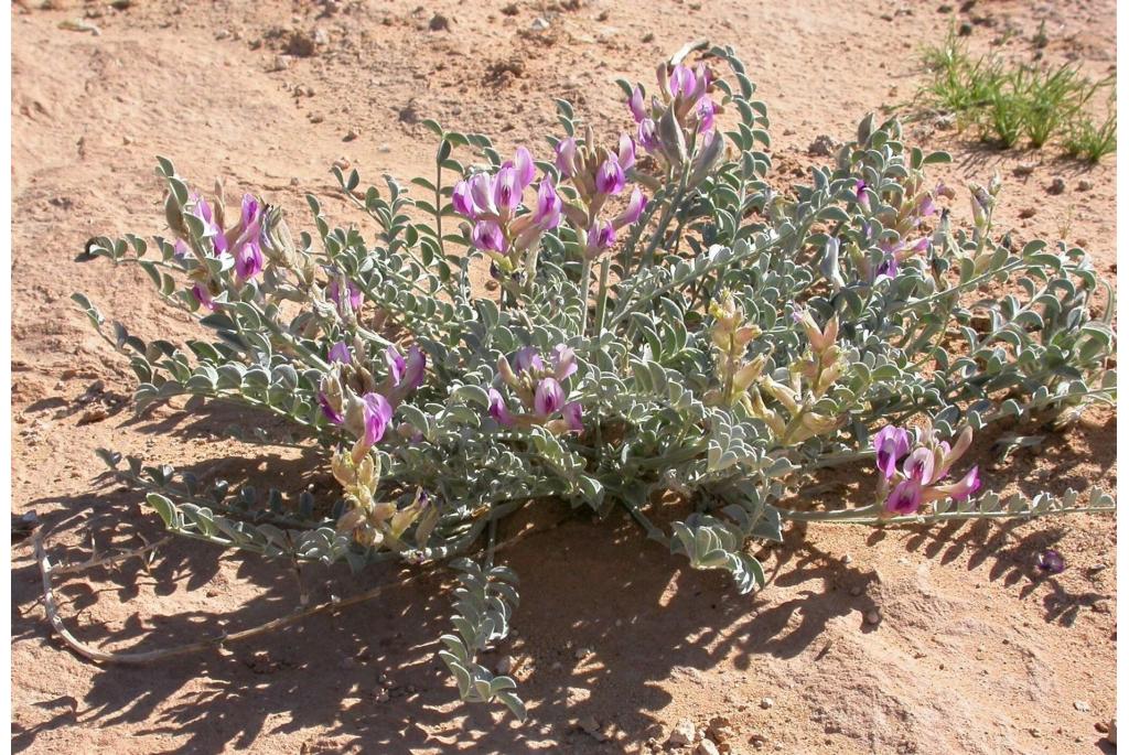 Cirkel astragalus