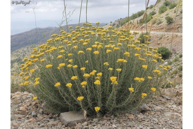 Achillea falcata -6463